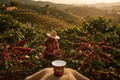 Mexico Single Origin Coffee Pods - Sabeanz Coffee & Tea